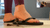 Snails Inshoe