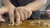 Hands and Mealworms 3