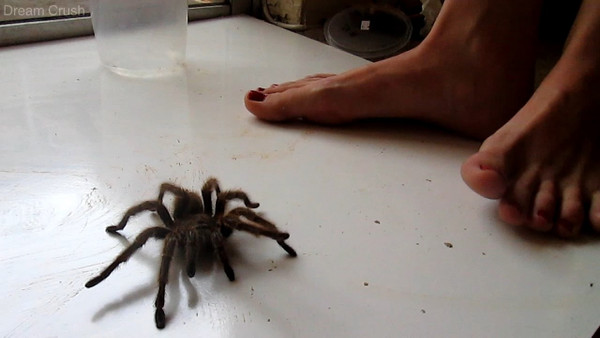 Giant Tarantula