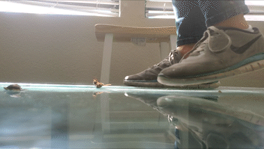 Underglass Sneakers [Top View]