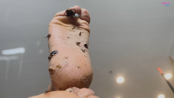 Roach Dominator
