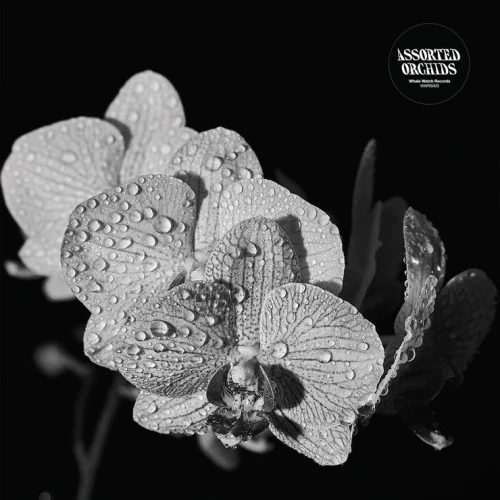 Assorted Orchids - Assorted Orchids - LP Vinyl