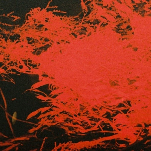 Anthony Naples - In Studio Magic - LP Vinyl