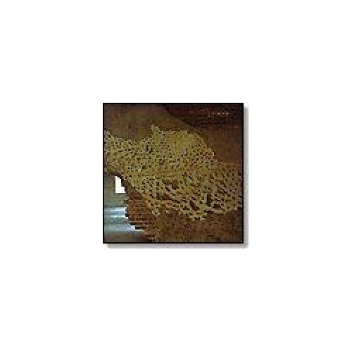 While - Even - 2x LP Vinyl