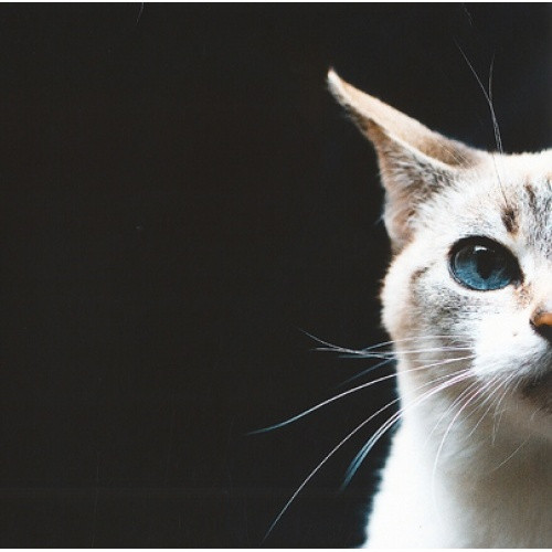 DJ Adlib - Tofu & Alter Ep - 12" Vinyl