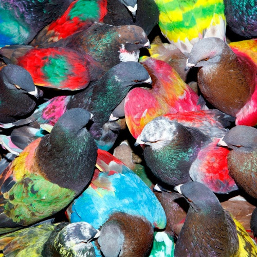 Blawan - SickElixir - LP Vinyl