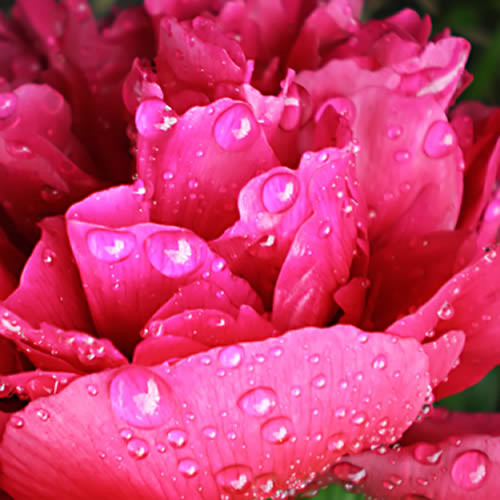 Peony Fragrance Oil Buy Wholesale From Bulk Apothecary