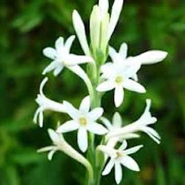 Tuberose Essential Oil Tuberose Essential Oil