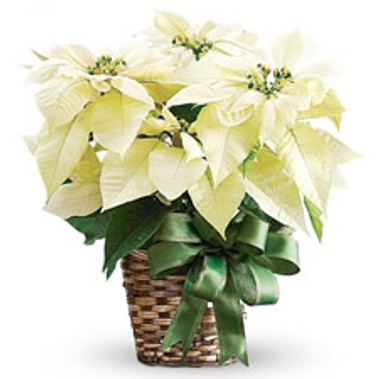 Pure White Poinsettia Fragrance Oil