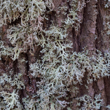 Oakmoss Fragrance Oil