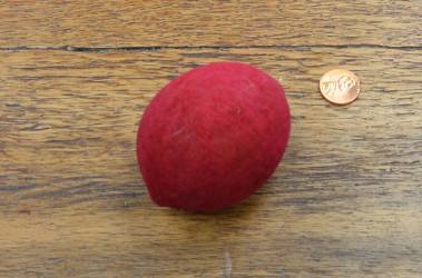 Belani Medium - Bleached and Deodorized Red