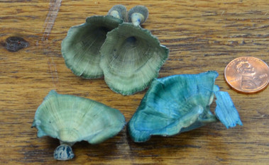 Golden Mushroom - Bleached and Deodorized Blue Golden Mushroom - Bleached and Deodorized Blue