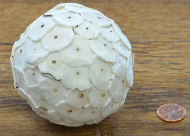 Shola Button Ball - 10pk of 8 cm Natural w/o bark - Bulk Apothecary
