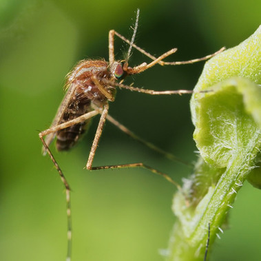 Bug Off (all natural) Fragrance Oil