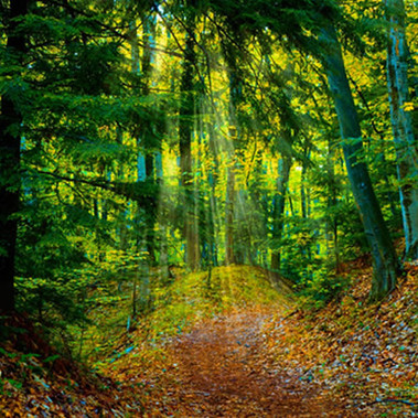 Northern Woods Fragrance Oil