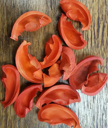 Ear pods - Orange - Bulk Apothecary