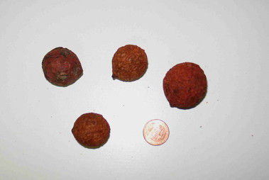 Wrinkle Balls - Rust