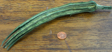 Okra Pods -  Natural Bag of 5 Okra Pods -  Natural Bag of 5