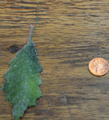 Beaded Leaf - Green w/ Clear Beads Bag of 50