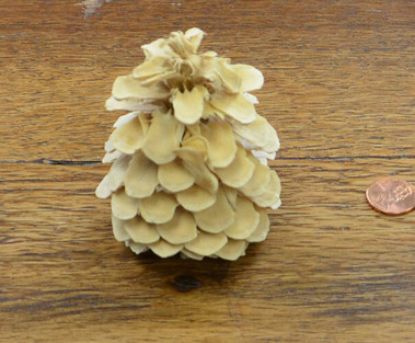 Cones - Bluepine - Bleached 2x - Bag of 5