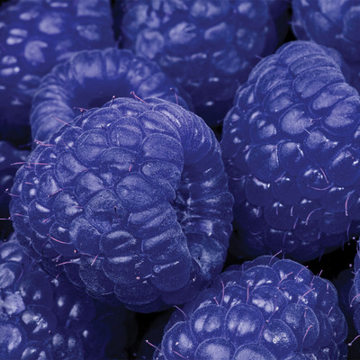 What Is Blue Raspberry? - History of Blue Raspberry Flavoring