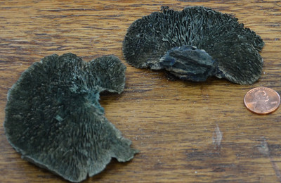 Sponge Mushroom - Aqua - Bulk Apothecary