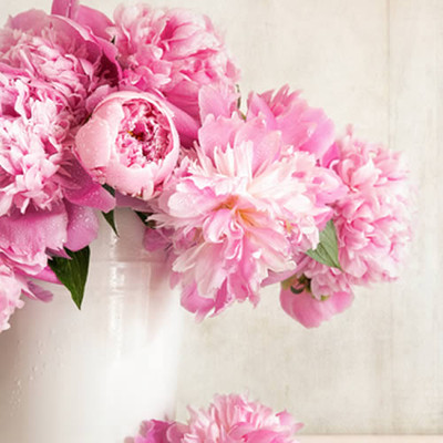 Best Essential Oil Peony Royalty-Free Images, Stock Photos & Pictures