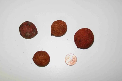 Wrinkle Balls - Rust - Bulk Apothecary