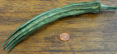 Okra Pods - Natural Bag of 5 - Bulk Apothecary
