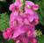 Pure Sweet Pea and Ivy Fragrance Oil Pure Sweet Pea and Ivy Fragrance Oil