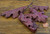 Oak Leaves - Red Oak Leaves - Red