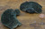 Sponge Mushroom - Aqua - Bulk Apothecary