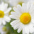 Daisy (our version of) Fragrance Oil