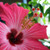 Pink Hibiscus II (our version of) Fragrance Oil Pink Hibiscus II (our version of) Fragrance Oil