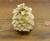 Cones - Bluepine - Bleached 2x - Bag of 5 - Bulk Apothecary