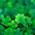 Irish Spring Fragrance Oil (our version of Irish Spring) - Bulk Apothecary