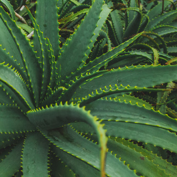 Aloe Fragrance Oil