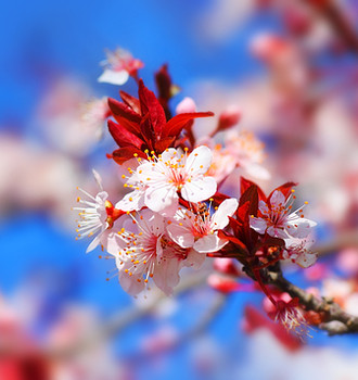 Japanese Cherry Blossom Fragrance Oil | Bulk Apothecary