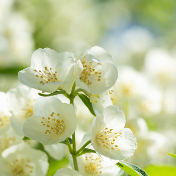 Jasmine Fragrance Oil