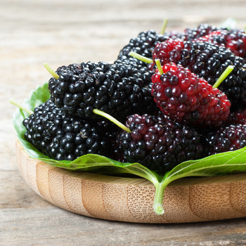 Mulberry Fragrance Oil