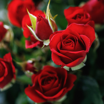 Rose Fragrance Oil