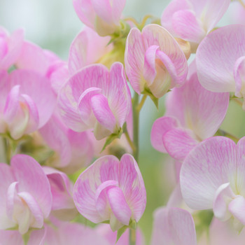 Sweet Pea Fragrance Oil – Aroma Energy