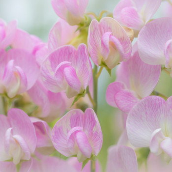 Sweet Pea Fragrance Oil (our version of Bath & Body Works)