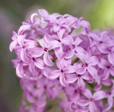 Lilac in Bloom Fragrance Oil 87 - Wholesale Supplies Plus