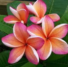 Plumeria Fragrance Oil