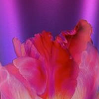 Pure Seduction Fragrance Oil (our version of Victoria Secret)