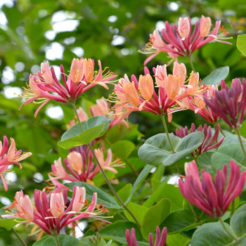 Italian Honeysuckle Essential Oil / Spring floral aroma