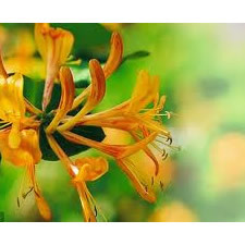 honeysuckle smell perfume
