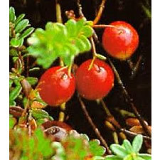 Scotch Pine Cranberry Fragrance Oil
