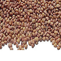 Buy Strawberry Seeds Wholesale | Bulk Apothecary